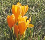 crocus-for-web-DS.jpg