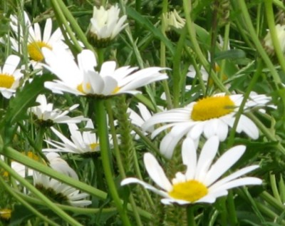 daisies_ds1.jpg