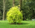 tree_1_green_spring_ds1.jpg