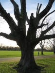 tree_5_silhouette_winter_tree.jpg