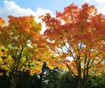 trees_autumn_ds.jpg